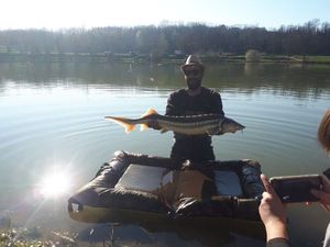 Beluga Sturgeon (European Sturgeon)