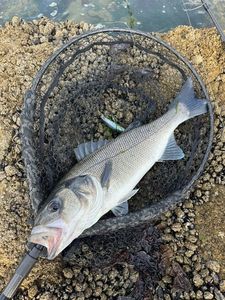 European Bass (Seabass)