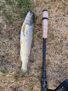 Rainbow Trout