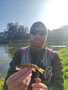 European Perch
