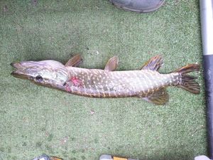 Northern Pike