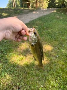 Largemouth Bass