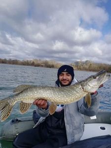 Northern Pike