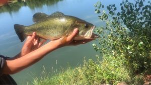 Largemouth Bass