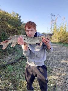 Northern Pike
