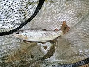 Brown Trout