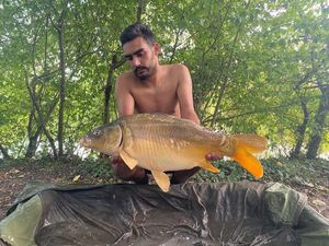 Mirror Carp