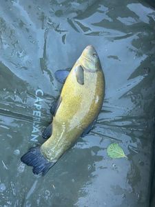 Tench