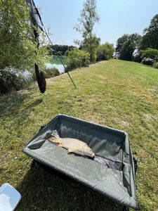 Common Carp