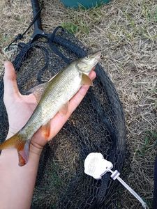 Barbel