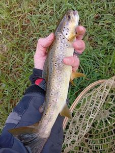 Brown Trout