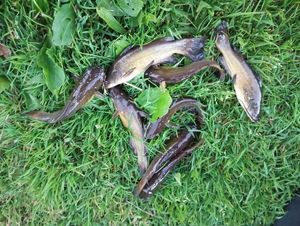 Black Bullhead