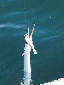 Garfish
