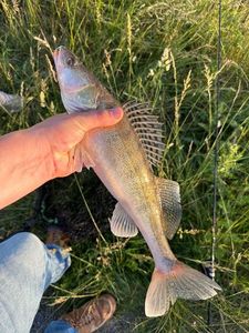 Zander