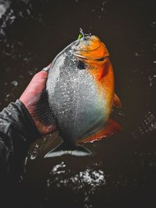 Red Piranha