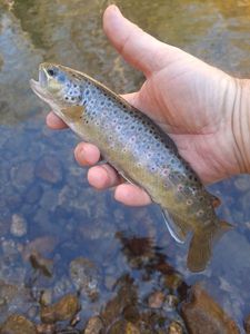 Brown Trout