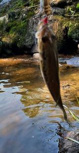 Largemouth Bass