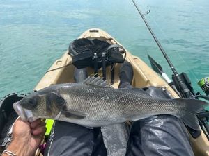 European Bass (Seabass)