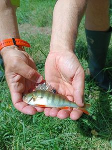 European Perch