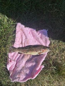 Rainbow Trout