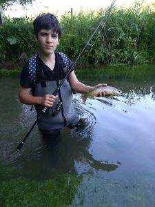 Brown Trout