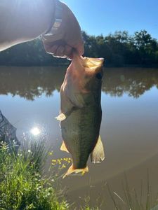 Smallmouth Bass