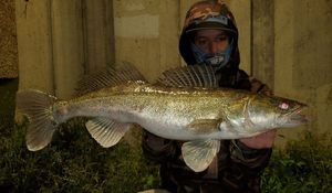 Zander