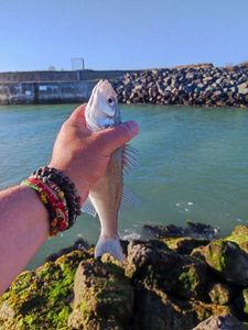 European Bass (Seabass)