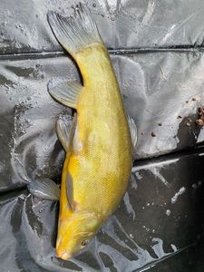 Tench