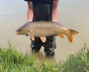 Common Carp