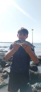 European Bass (Seabass)
