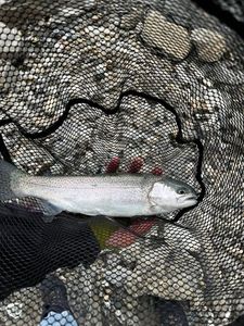 Rainbow Trout