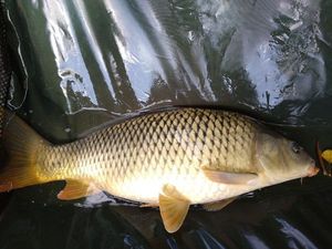 Common Carp