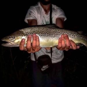 Brown Trout