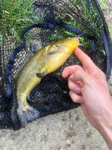 Black Bullhead