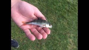 European Perch