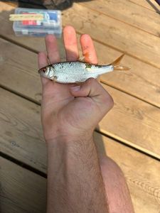 Roach