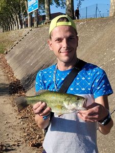 Largemouth Bass