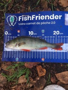 European Perch