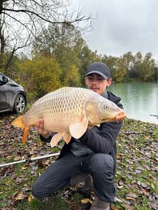 Common Carp