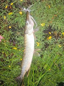 Northern Pike