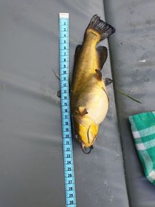 Black Bullhead
