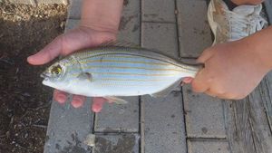 Salema