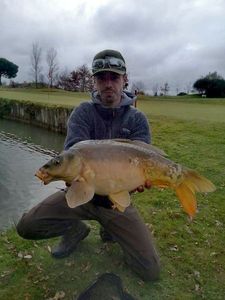 Mirror Carp