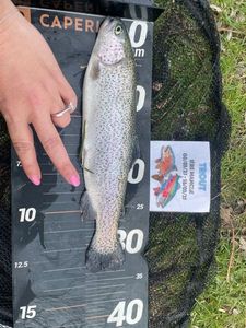 Rainbow Trout