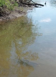 Lépisosté Osseux (Poisson Alligator)