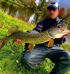 Northern Pike