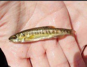 Common Minnow
