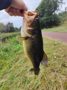 Largemouth Bass