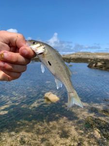 European Bass (Seabass)